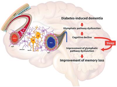 The Glymphatic System in Diabetes-Induced Dementia
